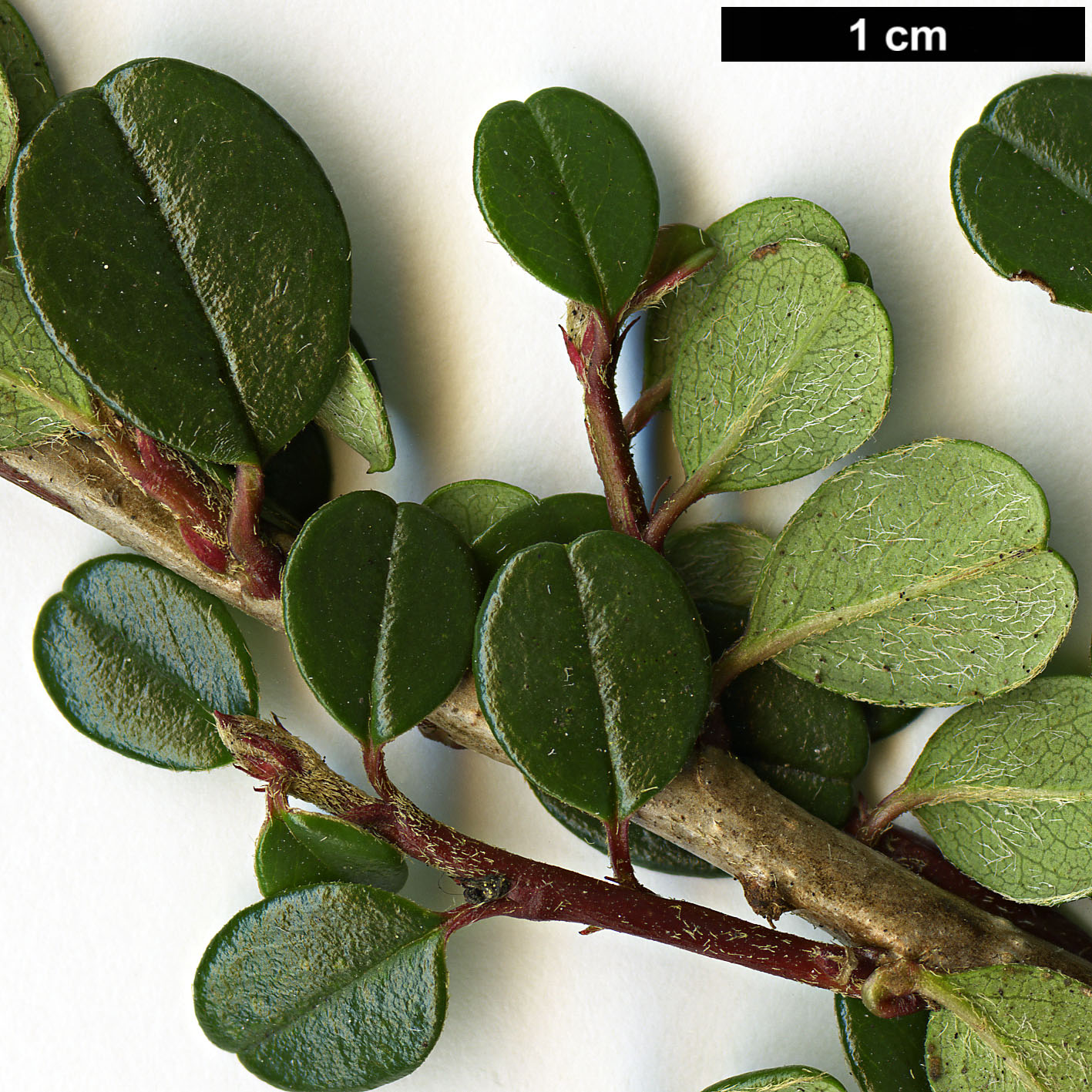 High resolution image: Family: Rosaceae - Genus: Cotoneaster - Taxon: lidjiangensis